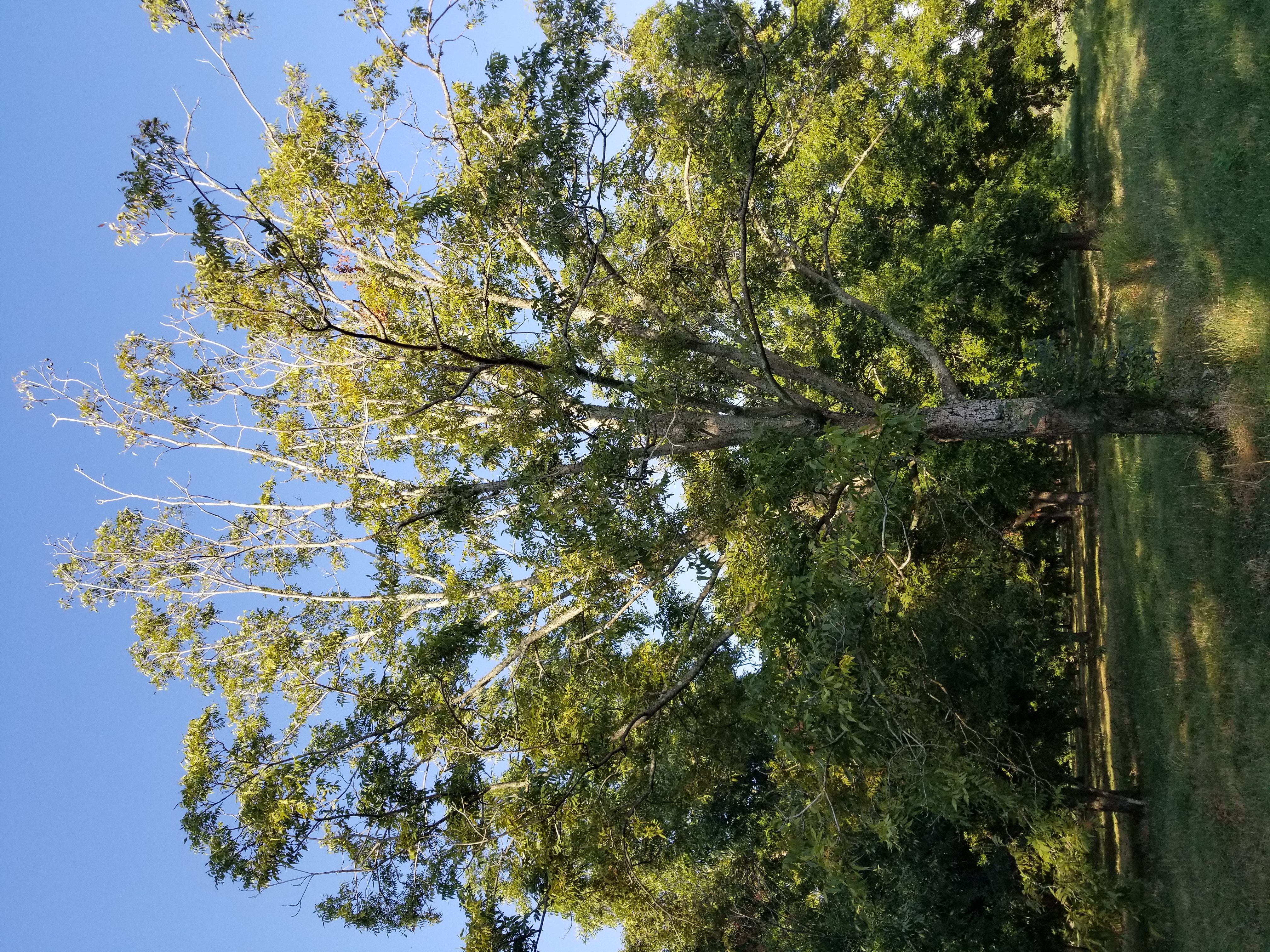 Large pecan tree with extremely thinned upper canopy. Upper portion of tree shows bare branches without leaves.